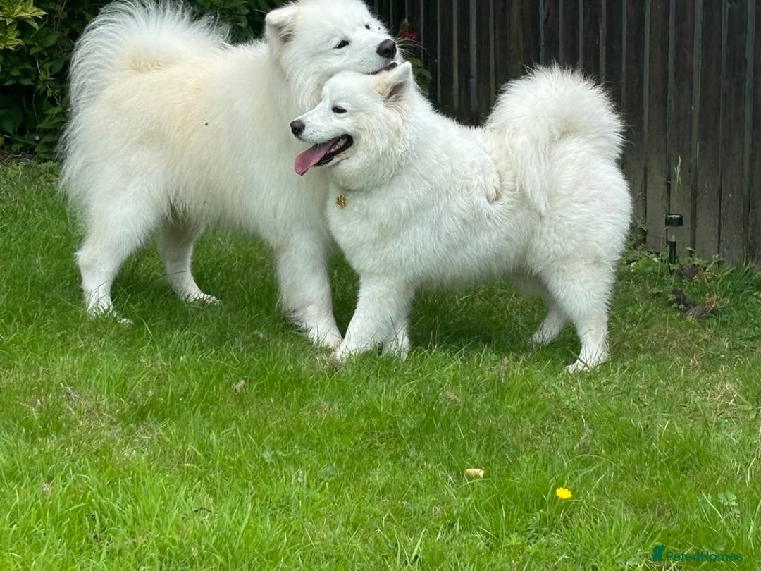 Samoyed dogs for sale: KC reg. Samoyed puppies with champ bloodline  - Advert 2
