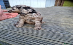 Cockapoo dogs for sale: READY TO LEAVE NOW😍😍😍 - Image 5