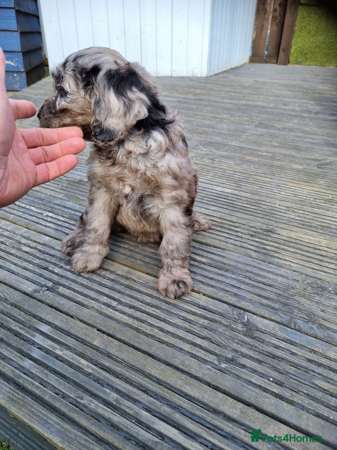 Cockapoo dogs for sale: READY TO LEAVE NOW😍😍😍 - Image 5