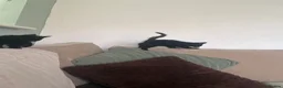 Mixed Breed cats for sale: Kittens black  in Peterborough - Advert 4