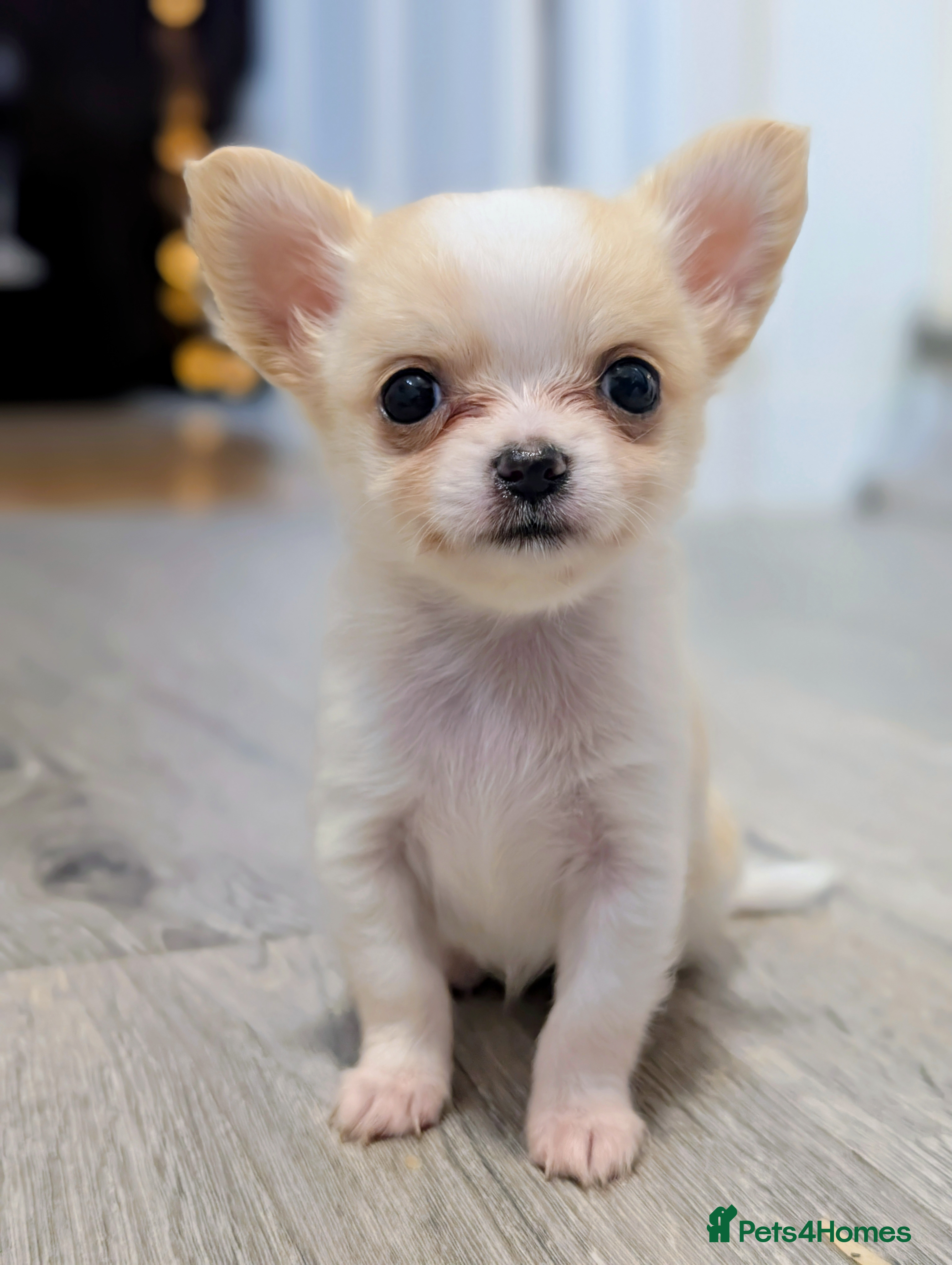 Chihuahua dogs  STUNNING LONGHAIRED CHIHUAHUA PUPPY FOR SALE - Advert 1