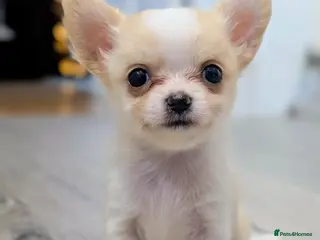 Chihuahua dogs STUNNING LONGHAIRED CHIHUAHUA PUPPY FOR SALE - Advert 1