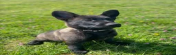 German Shepherd dogs for sale: Working-Line German Shepherd Puppies - Cornwall - Advert 18