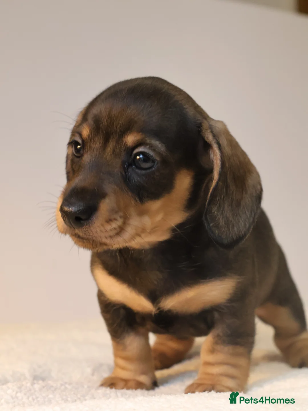 Miniature Dachshund dogs for sale: 5*Licensed+KC+PRAclear+VETchecked+Chocolate&Cream - Advert 25