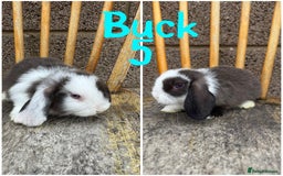 Mini Lop rabbits for sale: Pure breed mini lop male and female  - Image 11