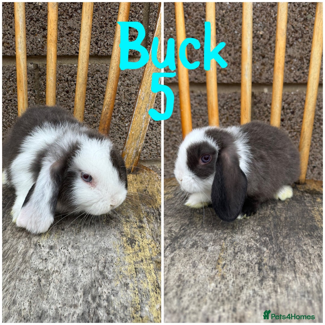 Mini Lop rabbits for sale: Pure breed mini lop male and female  - Image 11