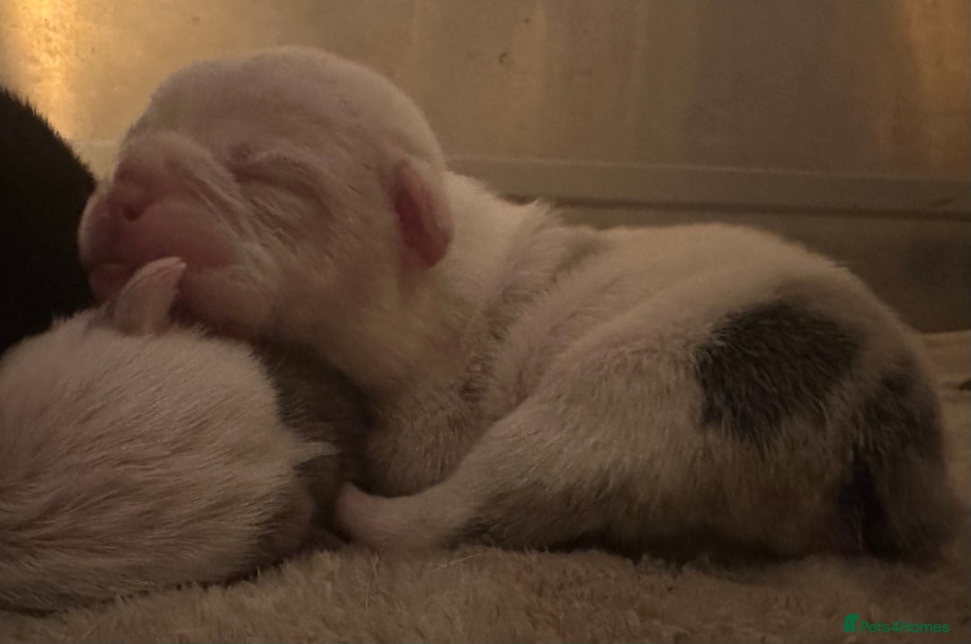 English Bulldog dogs for sale: 🌟 health tested parents 🌟 - Image 18