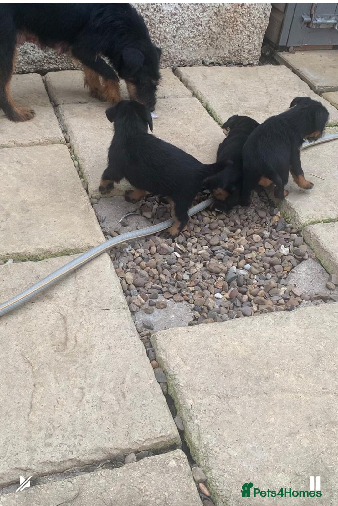 Jagdterrier dogs for sale: Jagd terrier dog & bitch pup - Image 12