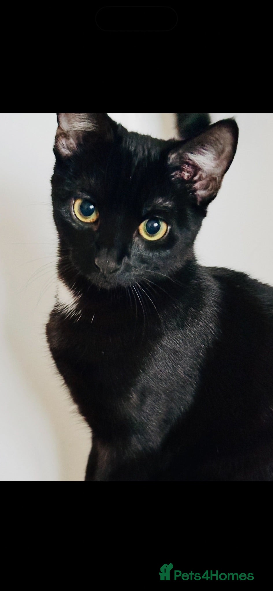 Mixed Breed cats Two beautiful cats for their forever homes - Advert 6