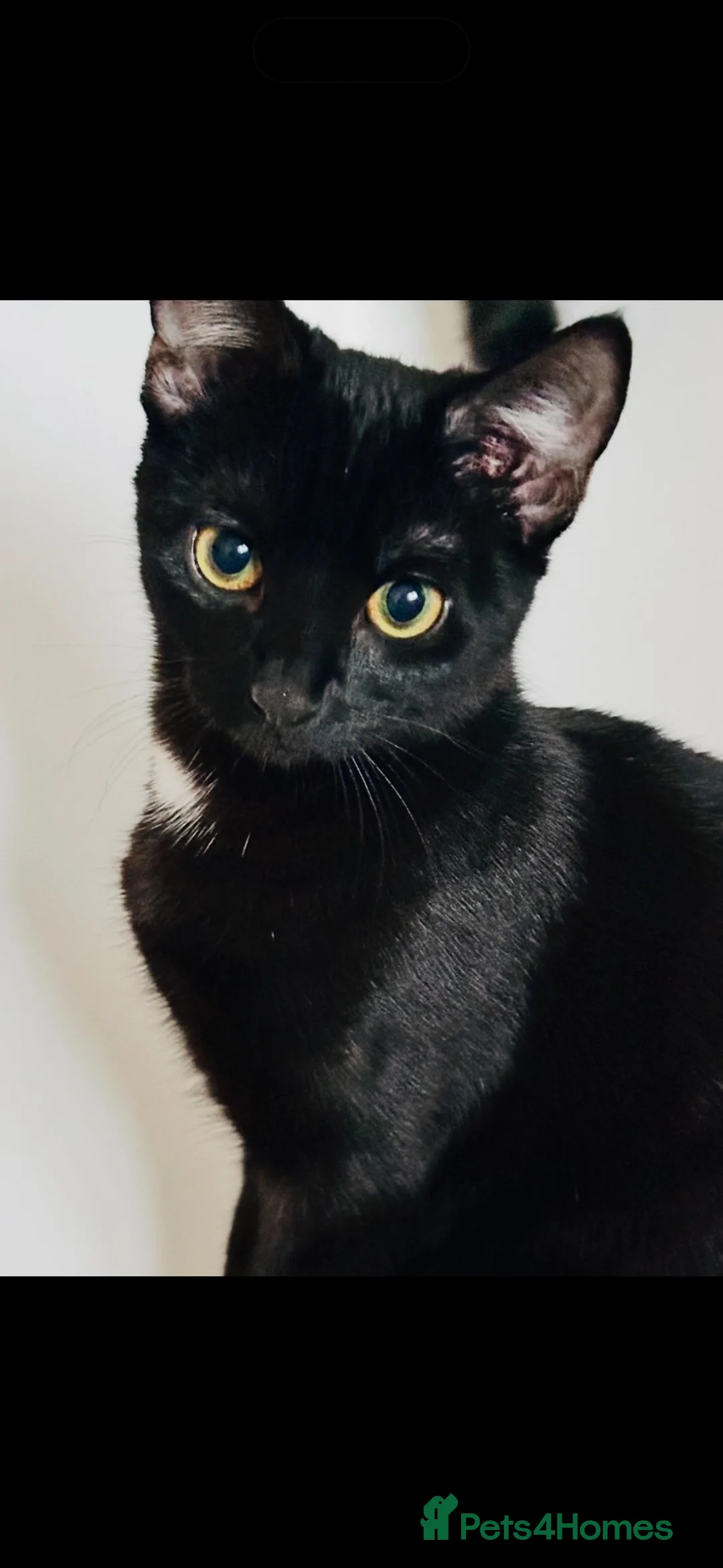 Mixed Breed cats for sale: Two beautiful cats for their forever homes - Advert 1