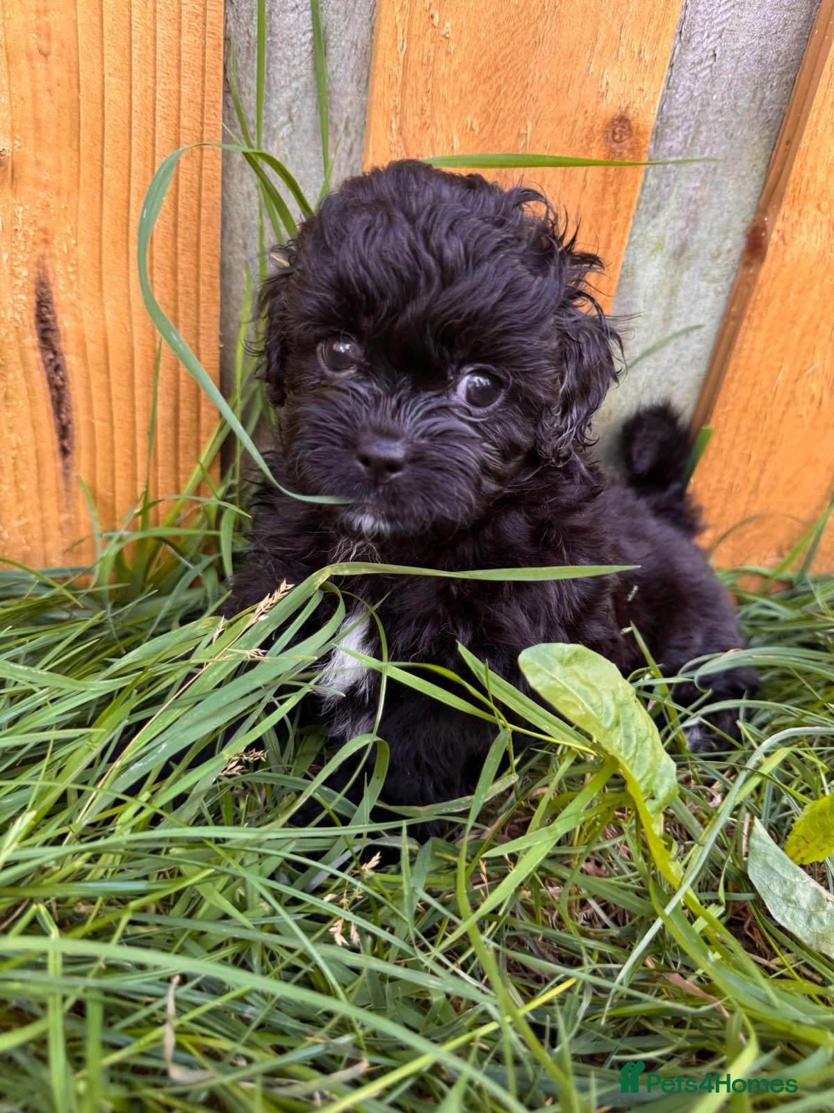 Shihpoo dogs Shihpoo puppies - Advert 1