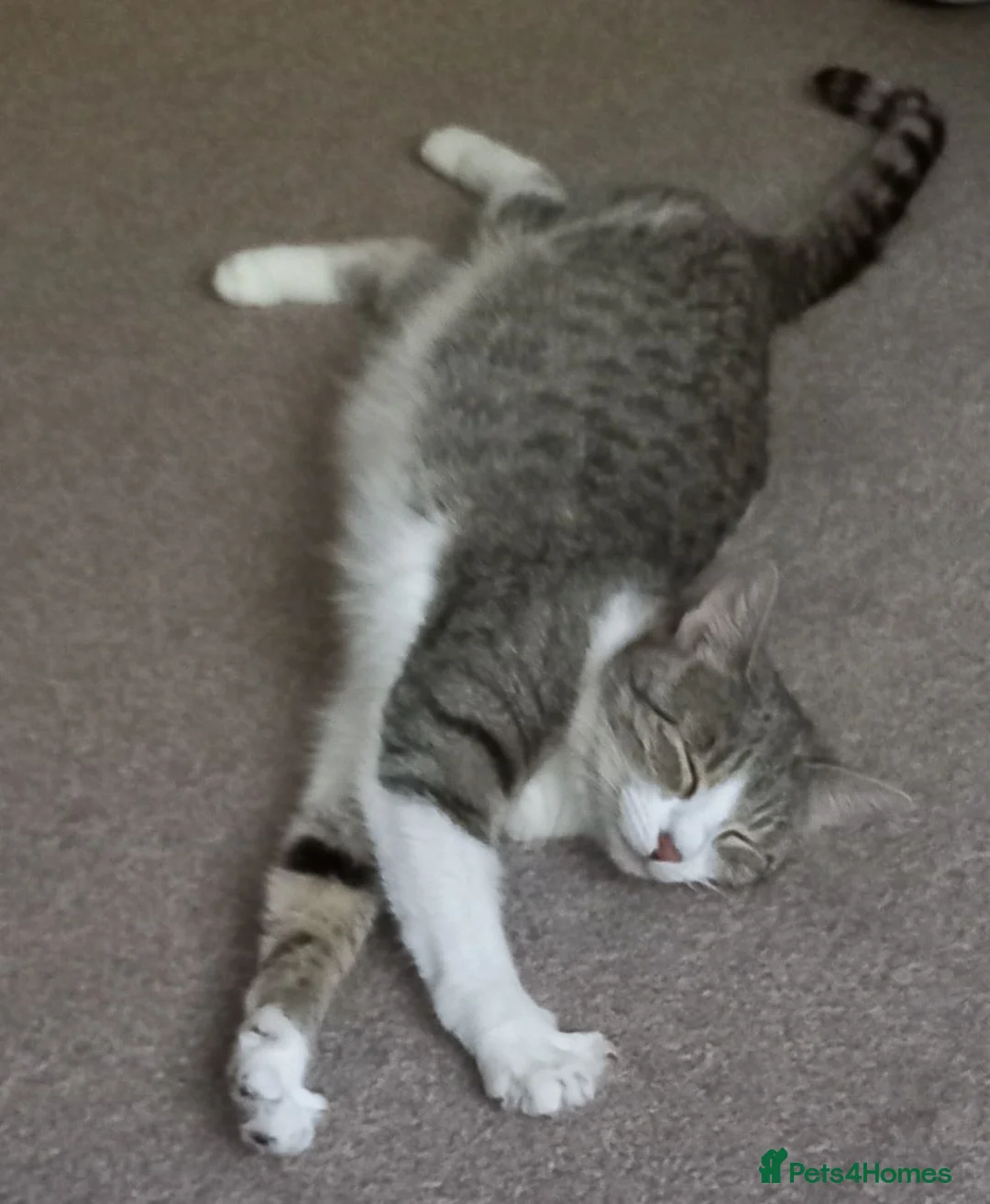 Mixed Breed cats for sale: Norwegian Forest cross Fluff Ball in Nottingham - Advert 2