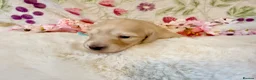 Miniature Dachshund dogs for sale: Cream long haired miniature dachshund puppies  - Advert 18