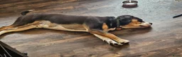 Mixed Breed dogs for sale: 9 month old Olde English bulldogge/cocker spaniel  - Advert 8