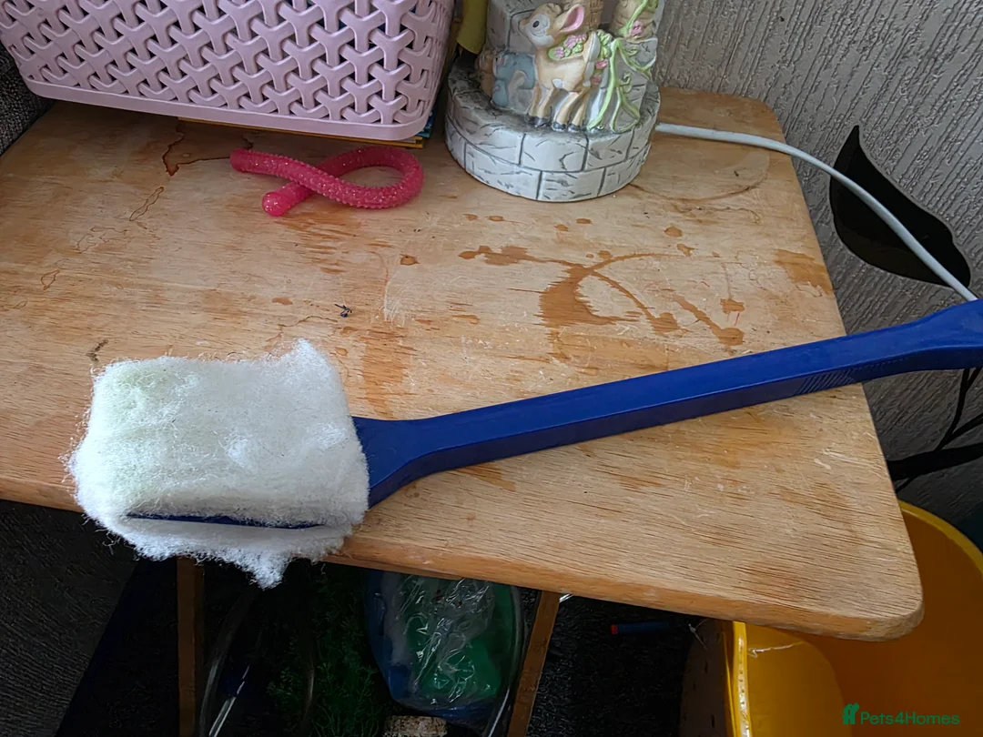 Cichlids fish for sale: Juwel 125 with cichlids  - Advert 9