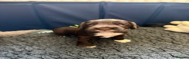 Rolo 