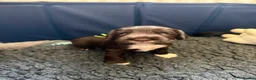 Cocker Spaniel dogs for sale: 6 Week old - Cocker Spaniel puppies - Advert 12