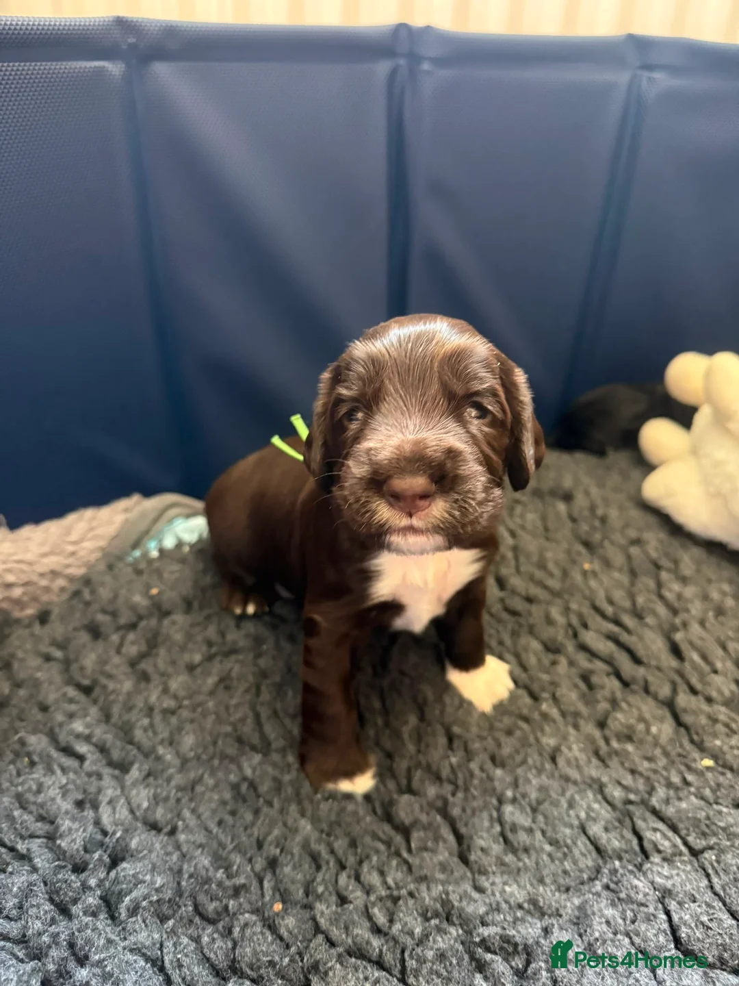 Cocker Spaniel dogs for sale: 6 Week old - Cocker Spaniel puppies - Advert 12