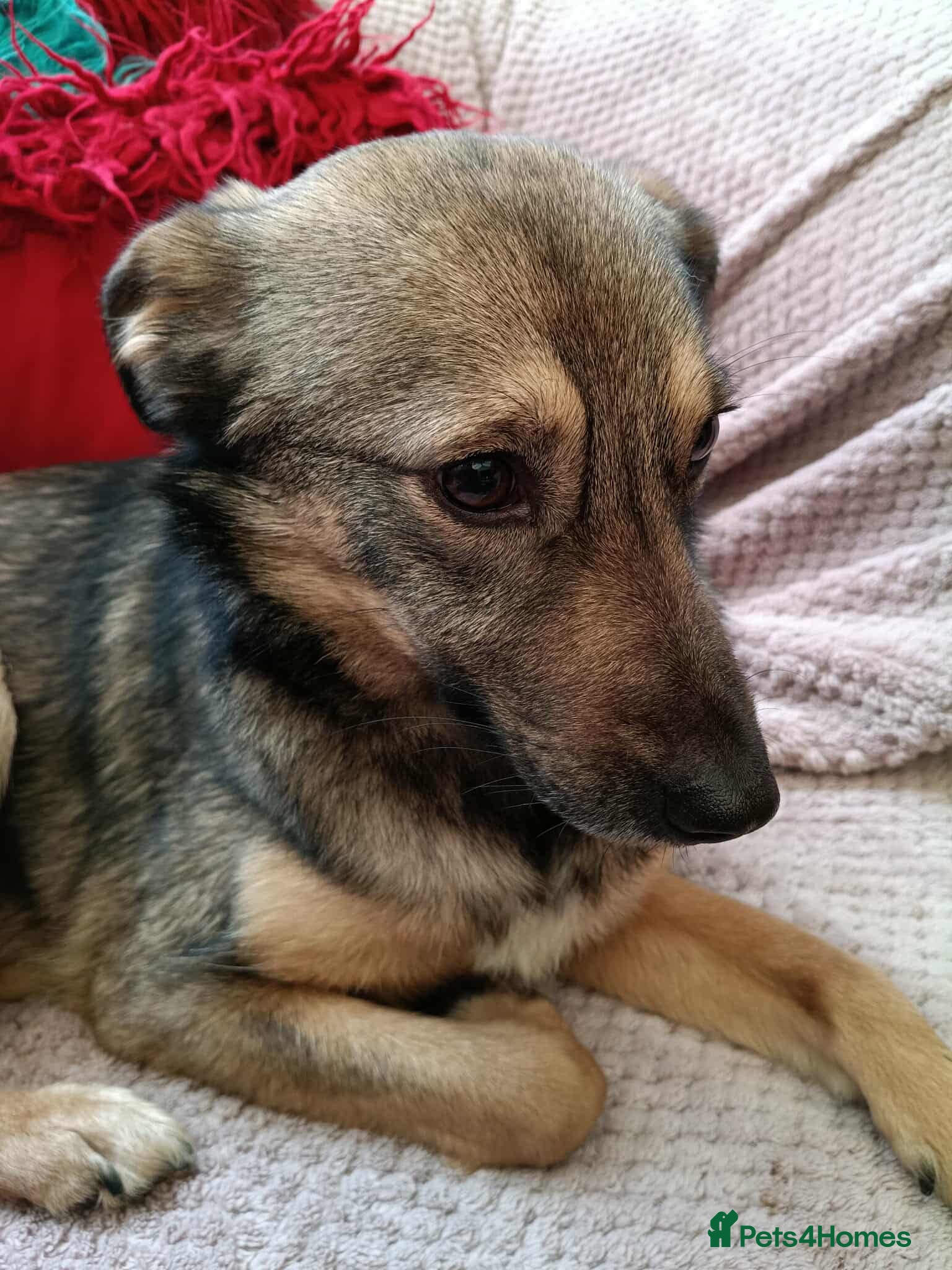 Mixed Breed dogs Margot for adoption - Advert 1