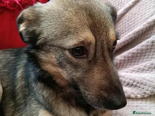 Mixed Breed dogs Margot for adoption - Advert 1