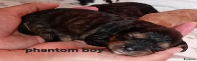 Phantom male