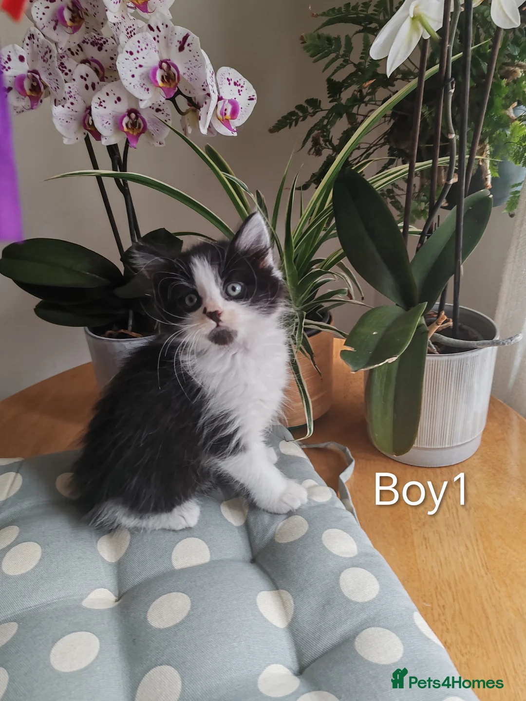 Mixed Breed cats for sale: Adorable Mixed-breed  kittens.  - Advert 1