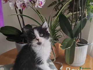 Mixed Breed cats Maine coon mixed kittens - Advert 1