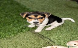 Jack Russell dogs for sale: 🐾Jack Russell Puppies🐾 - Image 31