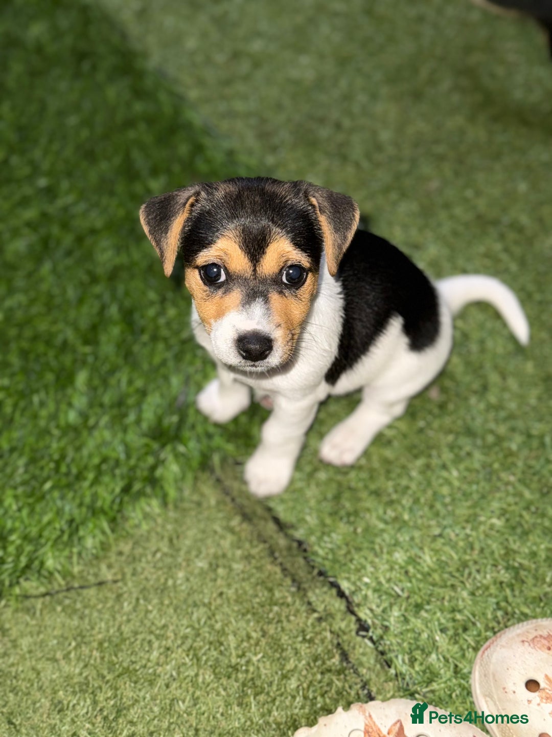 Jack Russell dogs for sale: 🐾Jack Russell Puppies🐾 - Image 31
