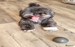 Shih Tzu dogs for sale: Loving cheeky Shihtzu for loving home ❤️ - Image 8