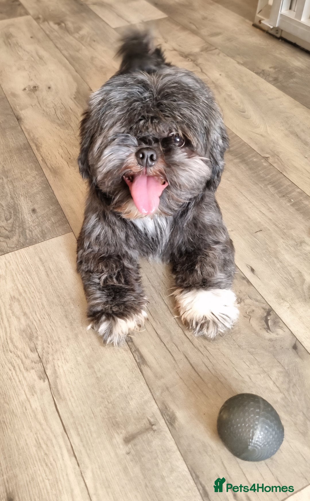 Shih Tzu dogs for sale: Loving cheeky Shihtzu for loving home ❤️ - Image 8