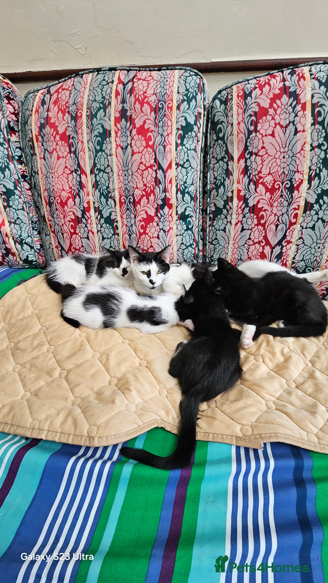Mixed Breed cats for sale: Kittens for sale  - Image 7