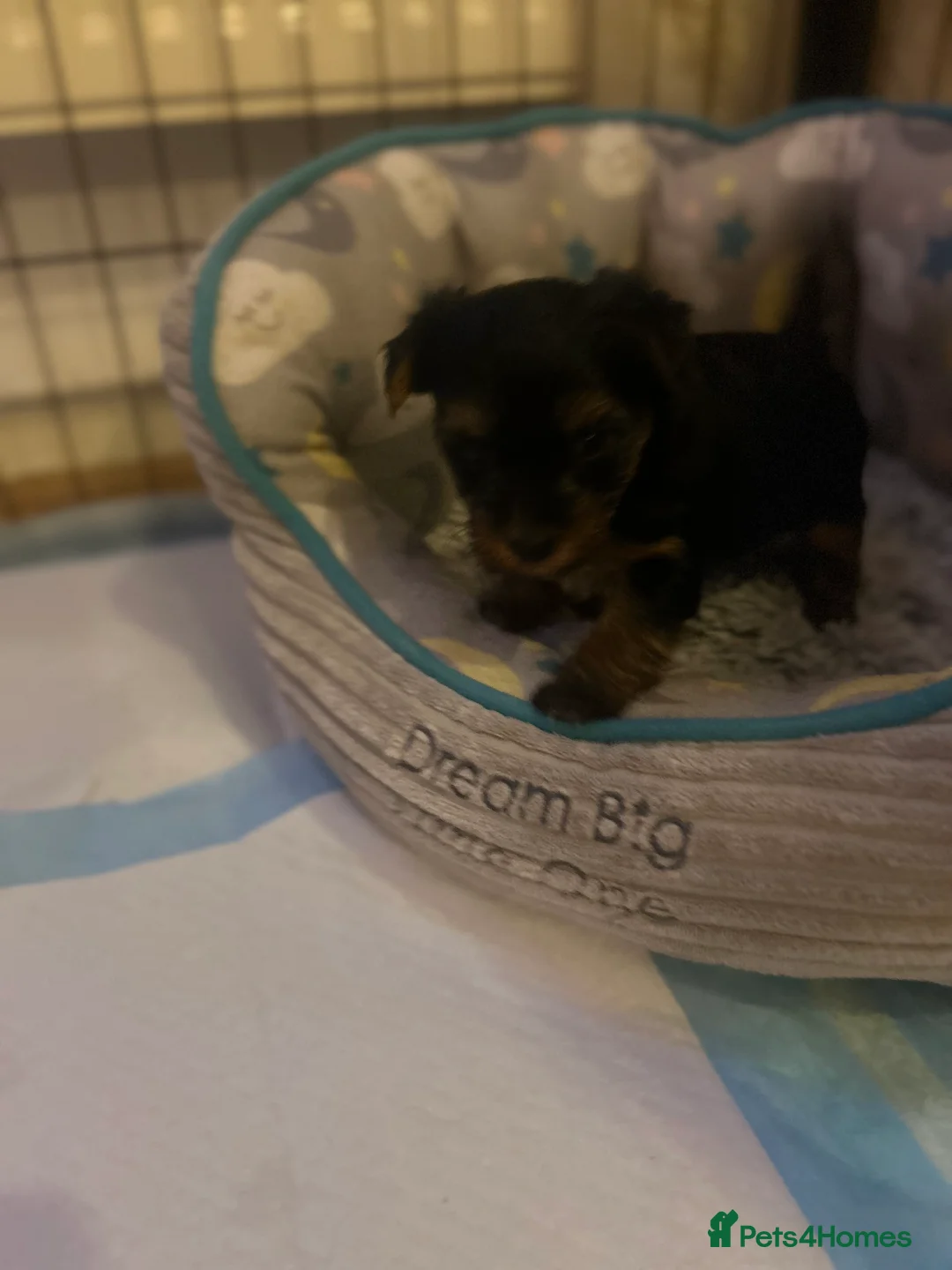 Yorkshire Terrier dogs for sale: Stunning Yorkshire Terriers Puppies  - Advert 14