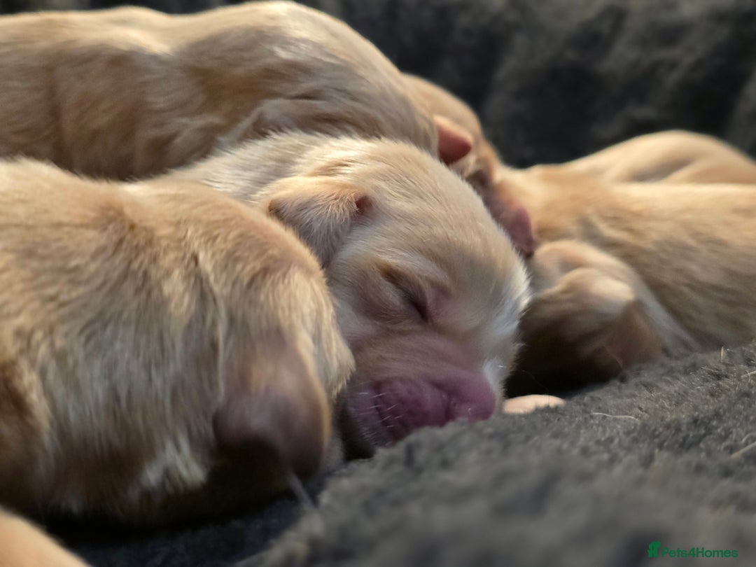 Golden Retriever dogs for sale: Beautiful and Loving Golden Retriever Puppies 🐶  - Advert 10