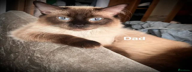 Blue (dad)