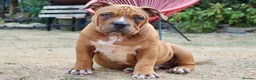 American Bully dogs for sale: American Pocket Bully’s  - Advert 8