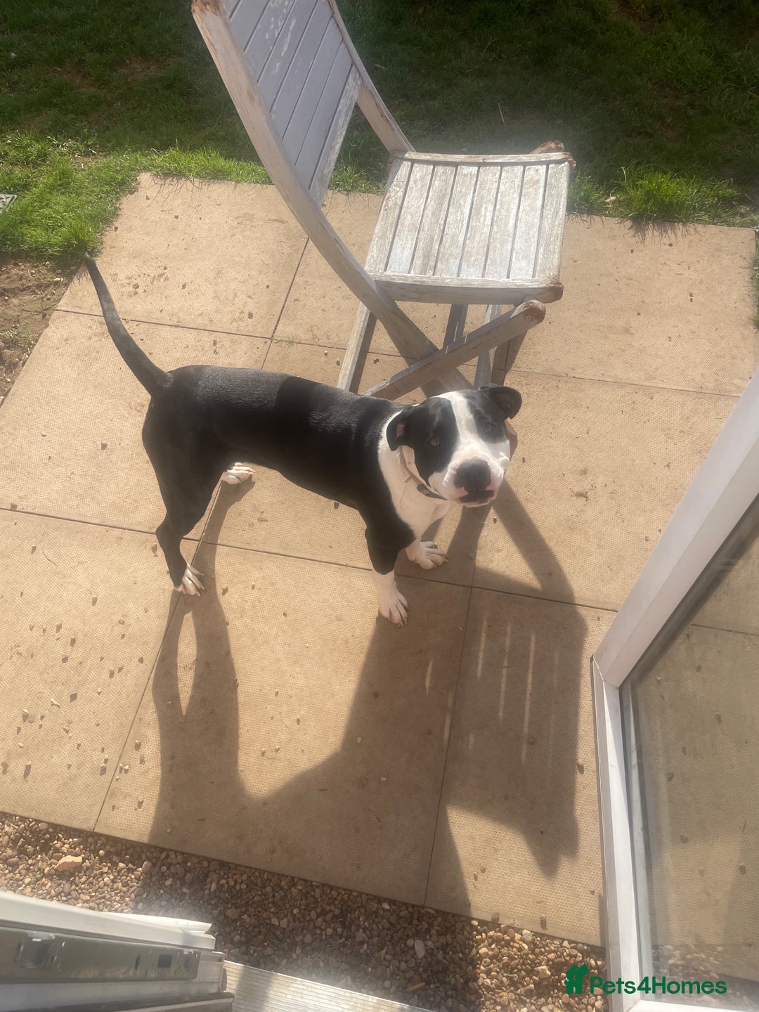 Mixed Breed dogs for sale: Bulldog cross  - Image 19