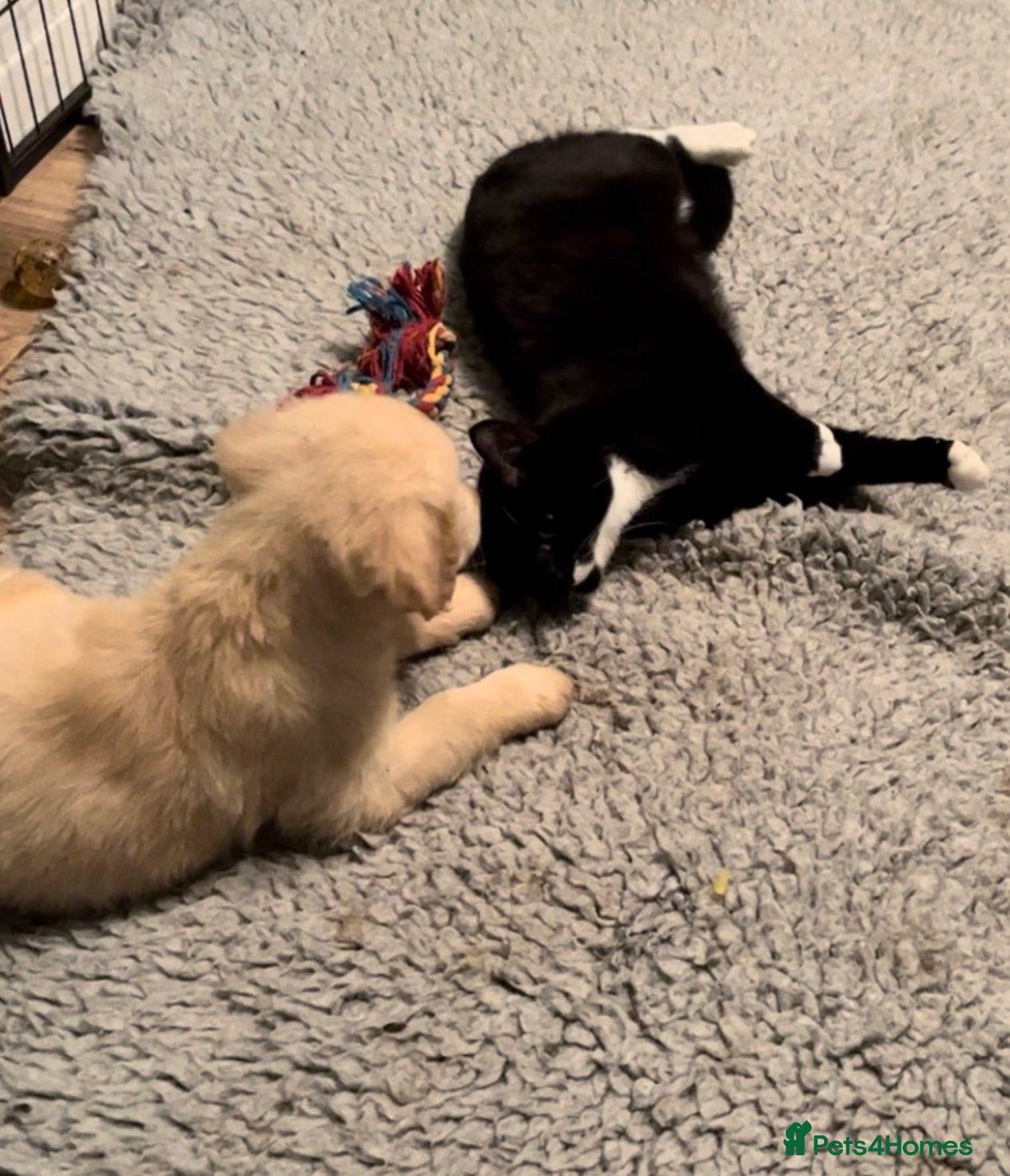 Golden Retriever dogs price now £1800 each fully vaccinated  - Advert 1