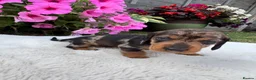 Dachshund dogs for sale: Standard wire haired dapple dachshund  in Worcester - Advert 20