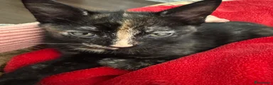 Torti cat male