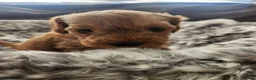 Cavapoo dogs for sale: Cavapoo's with puppy package included - Advert 12