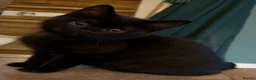 British Shorthair cats for sale: Two Beautiful BSH Black Boy Kittens-Ready now! - Advert 3