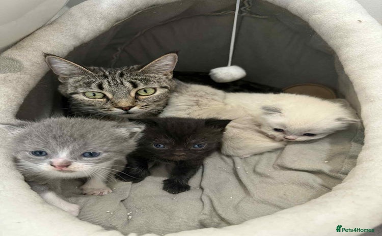 Mixed Breed cats for sale - Advert 2