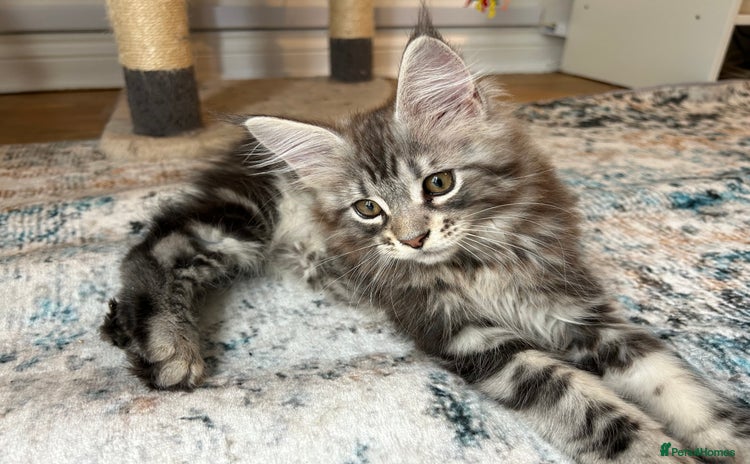Maine Coon cats in Huddersfield - Advert 1