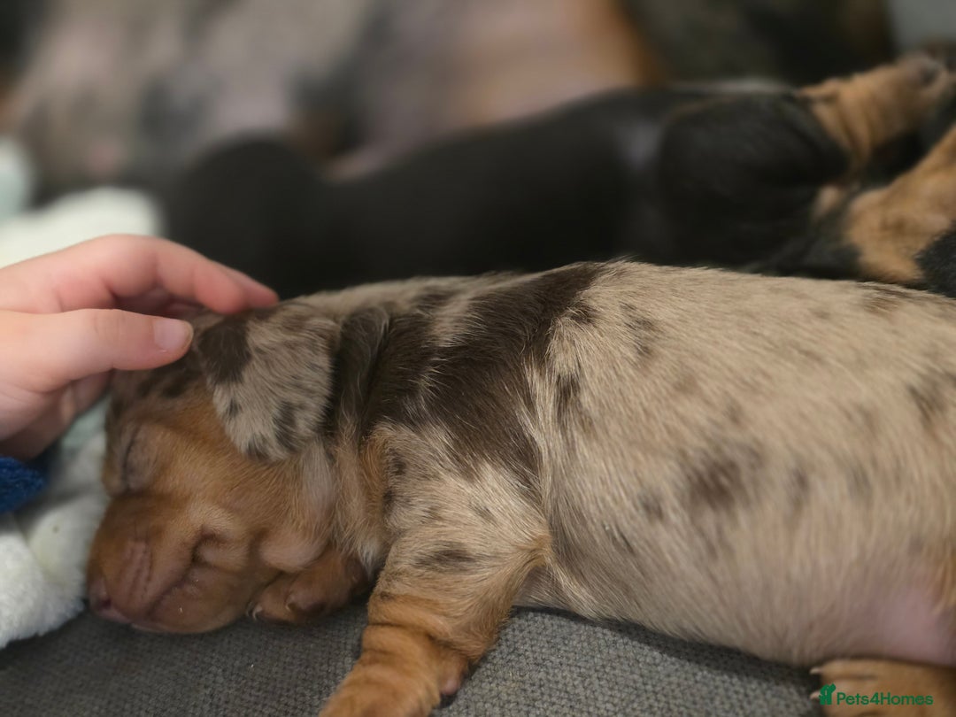 Miniature Dachshund dogs for sale: Miniature Dachshunds  - Advert 9