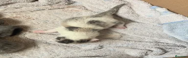 Maine Coon  Cross Kitten 3