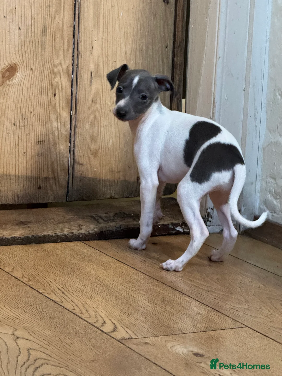 Italian Greyhound dogs for sale: Outstanding repeat mating litter ONE FEMALE LEFT - Advert 17