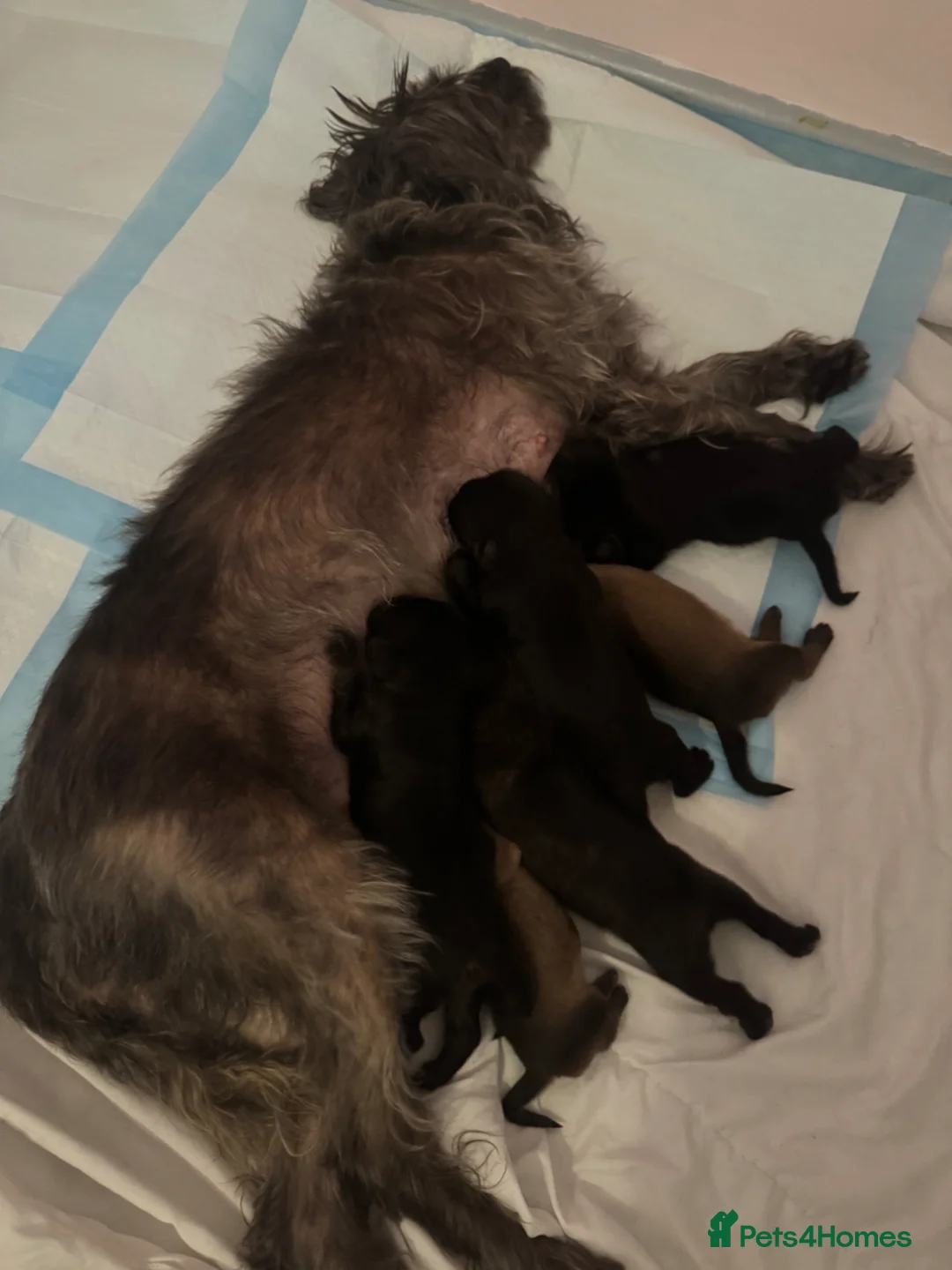 Mixed Breed dogs for sale: 6 mix breed puppies for sale in Cardiff - Advert 2