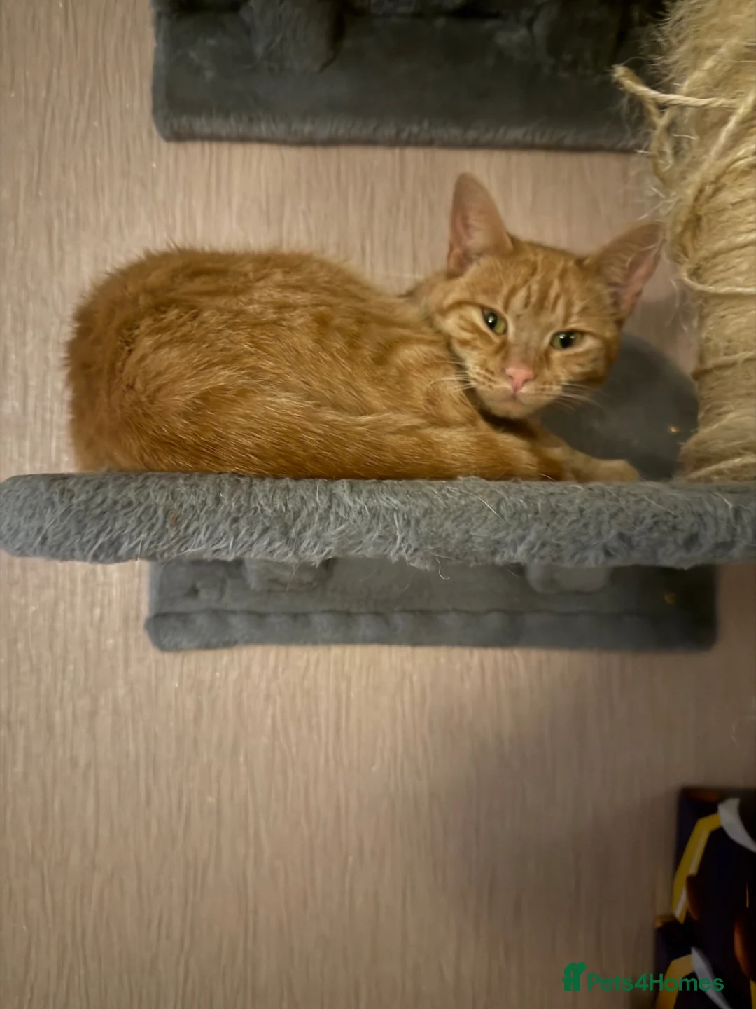 Mixed Breed cats for sale: Mainecoon x  - Advert 2