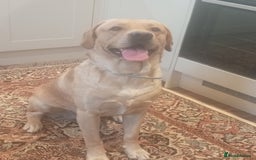 Labrador Retriever dogs for stud: P.R.O.V.E.N Yellow Labrador Stud - Image 1